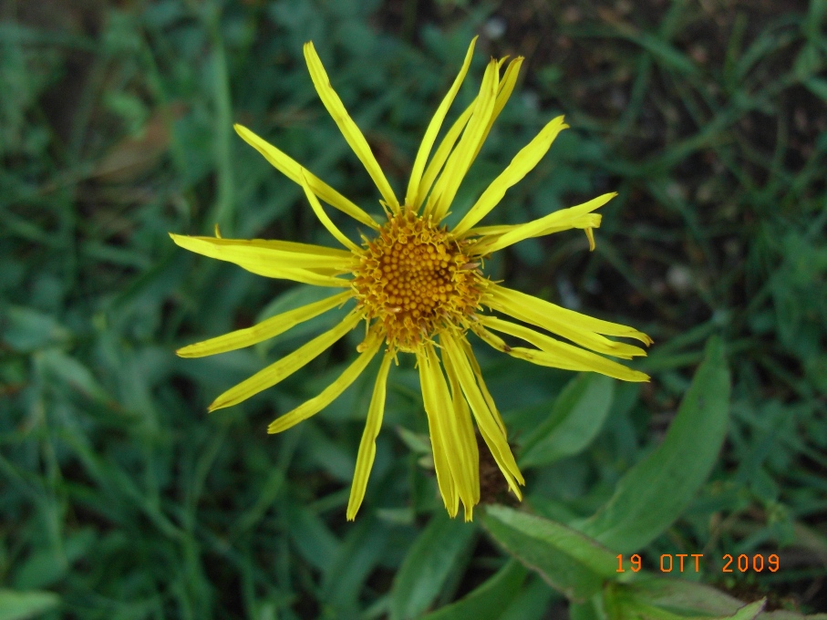 Pentanema salicinum (=Inula salicina) / Enula aspra